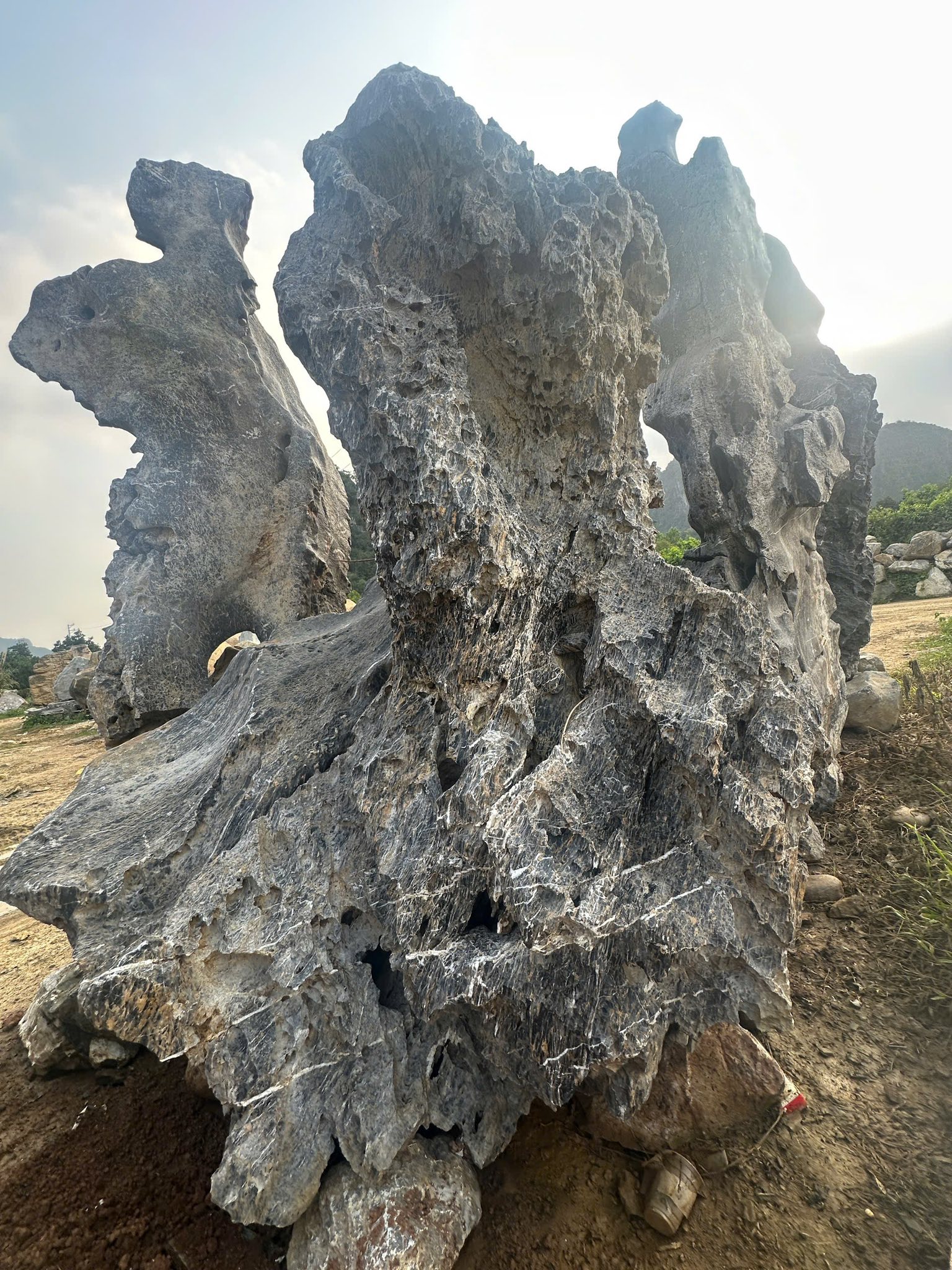 da lua hoa binh 6