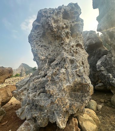 da lua hoa binh 7
